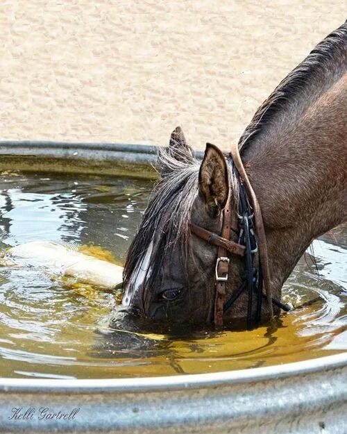 Лошади вода фото tickled-fancy Horses, Funny horses, Horse love