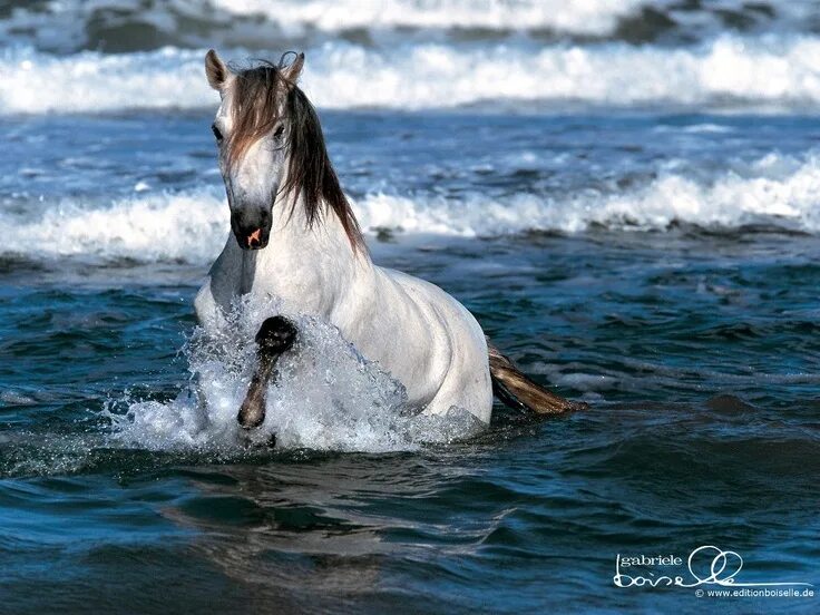 Лошади вода фото Pin by Whit Gill on A horse is a horse of course, of course Horses, Beautiful ho