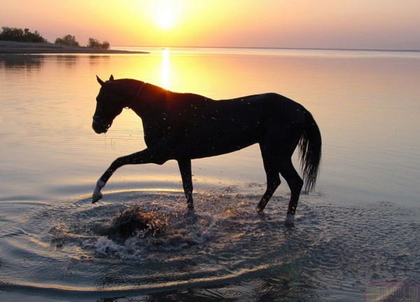Лошади вода фото Tajikistan Marwari horses, Horses, Akhal teke