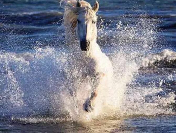 Лошади вода фото White Horses Of The Camargue Photography Holiday