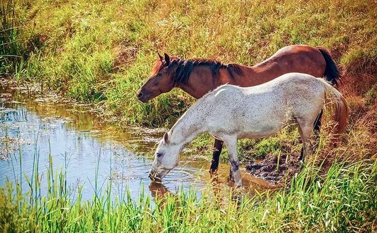 Лошади вода фото Potomac Horse Fever: A Happy Outcome - The Horse Horses, Healthy horses, Show ho