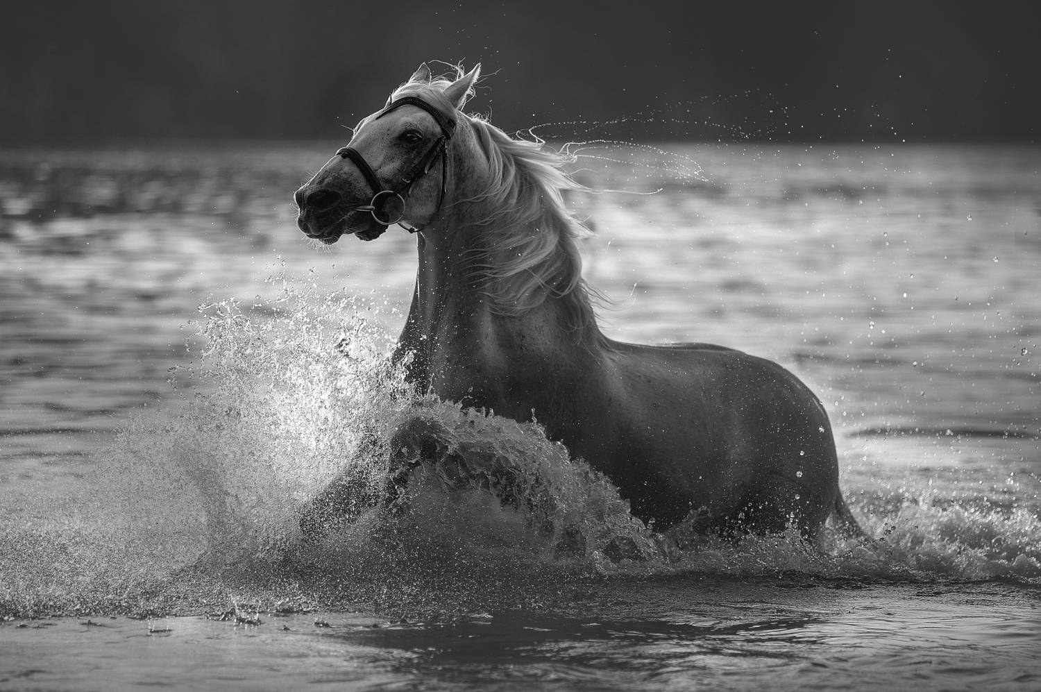 Лошади вода фото Фотоконкурс Черно-белое: Движение - 35AWARDS