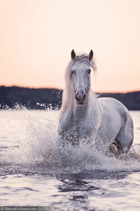 Лошади вода фото If heaven don't have horses, I ain't going. Horses, Beautiful horses photography