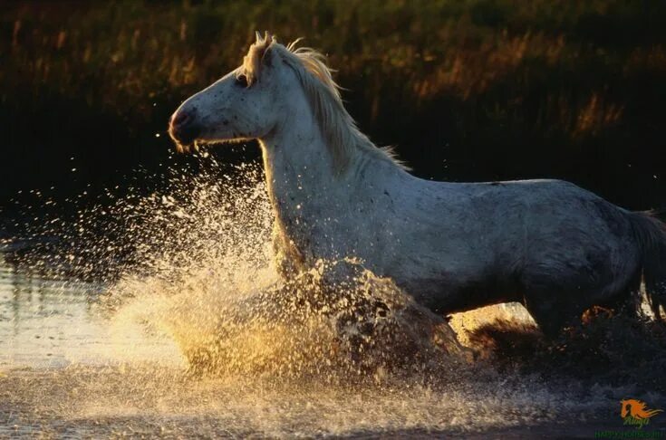 Лошади вода фото Камаргу. Полудикие лошади юга Франции. Счастливые Лошади Horses, Wild horses, Li
