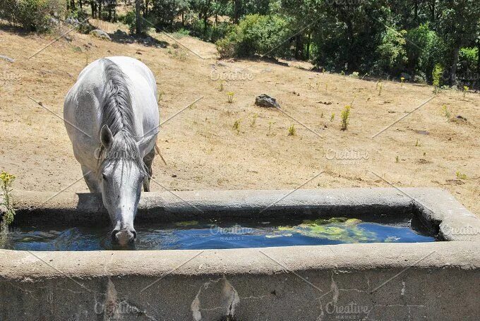 Лошади вода фото White horse drinking water Horses, Horse water, Horse water trough