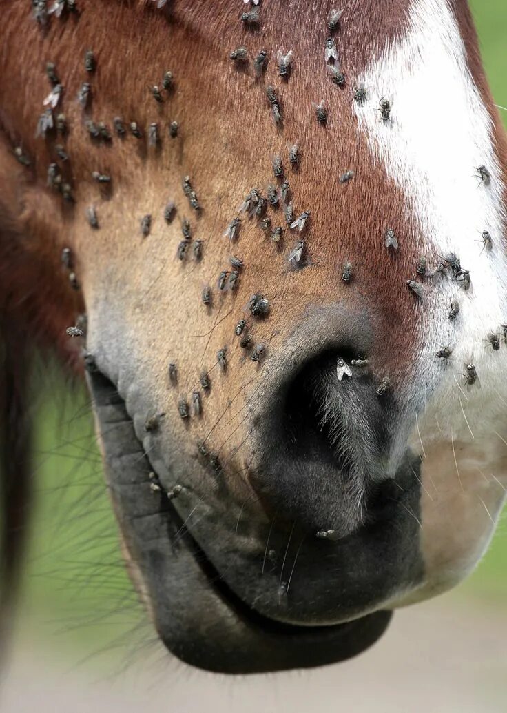 Лошадиные клещи как выглядят Identify Your Fly--What's The Buzz!? Horse Health Horses, Horse care tips, Horse