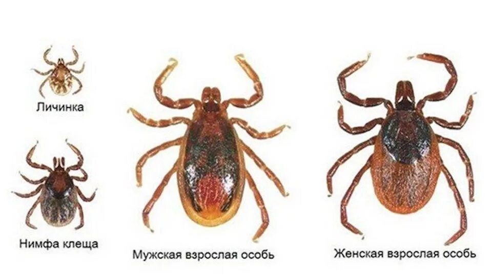 Лошадиные клещи как выглядят Клещи атакуют в Тульской области - МК Тула