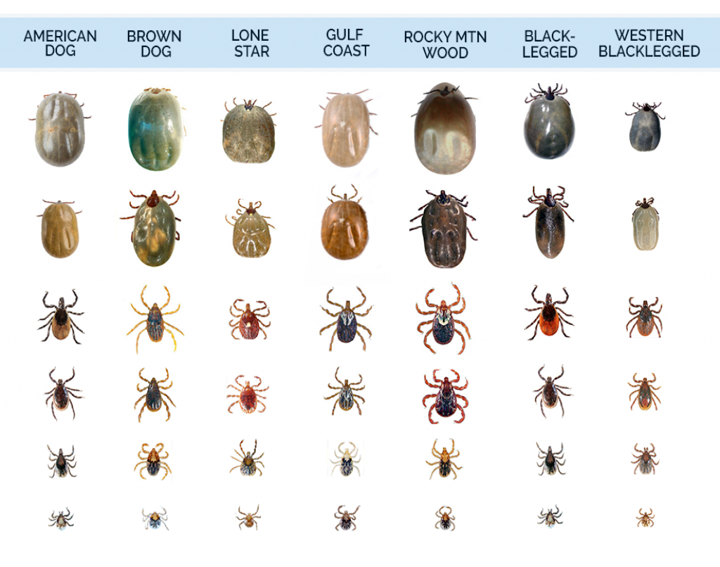 Лошадиные клещи как выглядят Tick Identification - What Do Ticks Look Like Tick bites on dogs, Types of ticks