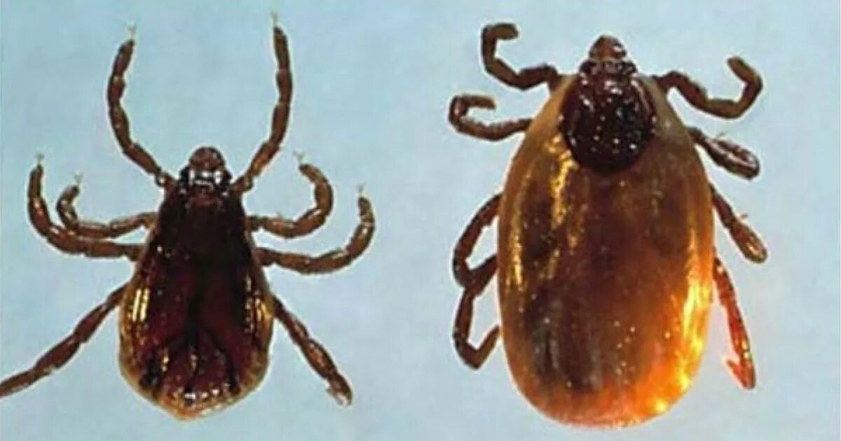 Лошадиные клещи как выглядят Ticks and Tick-Borne Diseases Ohioline