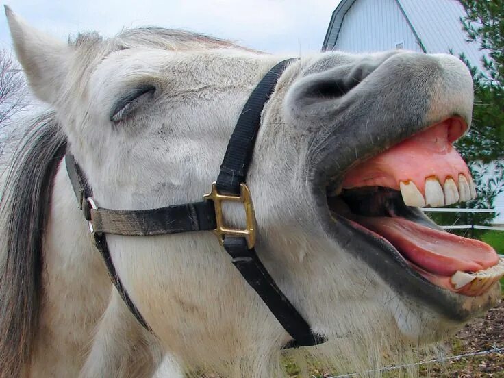 Лошадиные зубы фото Laughing horse, Beautiful horses, Laughing animals