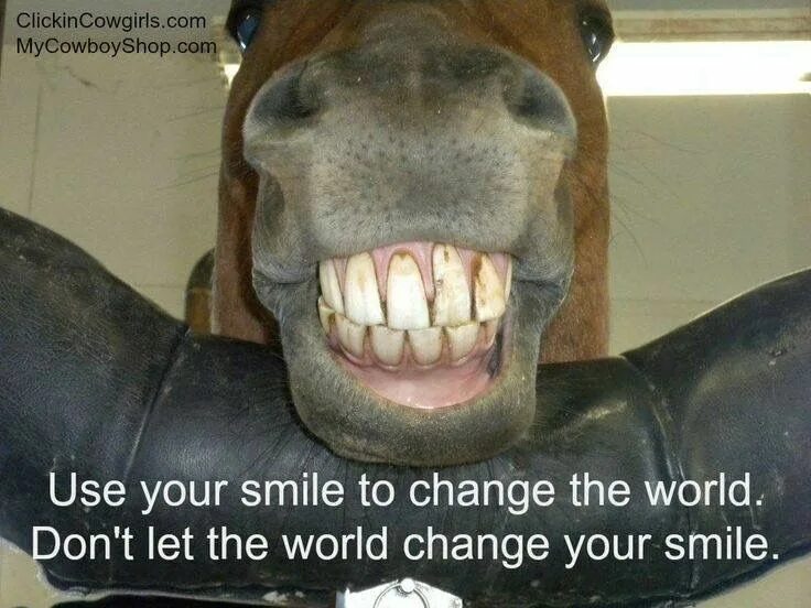 Лошадиные зубы фото Pin by Cindi Flaeschel on Horse Quotes Funny horses, Horse quotes, Funny horse