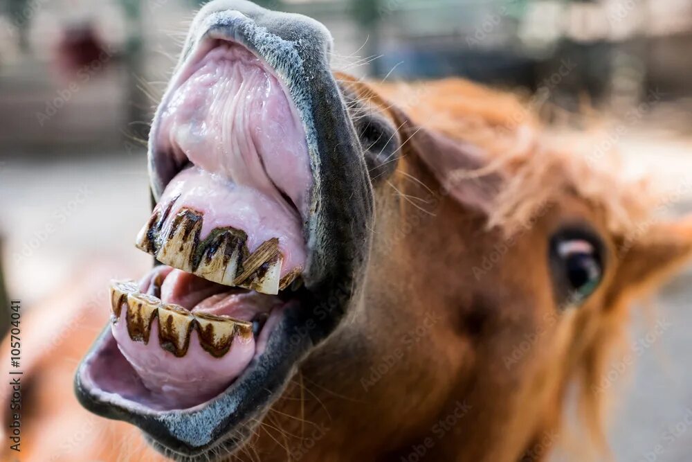 Лошадиные зубы фото Funny smiling horse portrait фотография Stock Adobe Stock