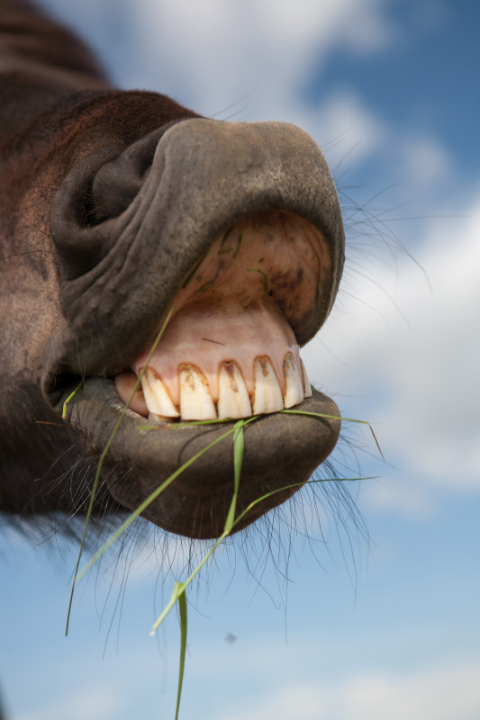 Лошадиные зубы фото mouth Images Imagefree.com