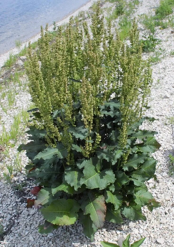Лошадиный щавель фото Изображение растения Rumex confertus. Идеи посадки растений, Цветущие растения, 