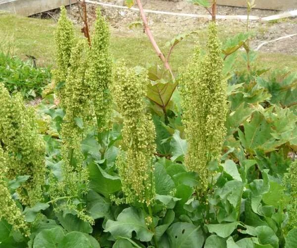 Лошадиный щавель фото Rumex confertus Willd. Трава, Огород, Растения