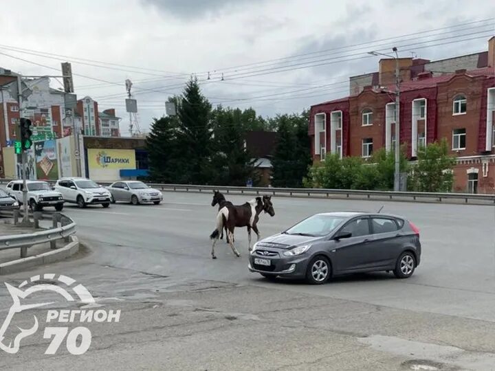 Лошадка ул дзержинского 20 красноярск фото В Томске заметили двух лошадей на самовыгуле по улице Транспортной - МК Томск
