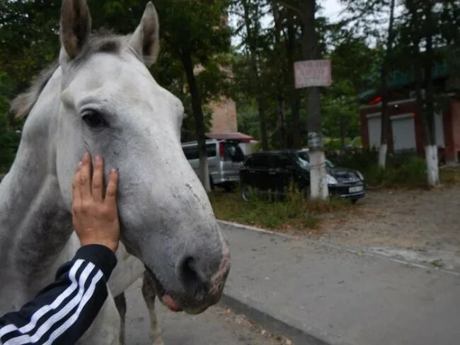 Лошадка ул дзержинского 20 красноярск фото Жители Владивостока нашли на улице лошадь