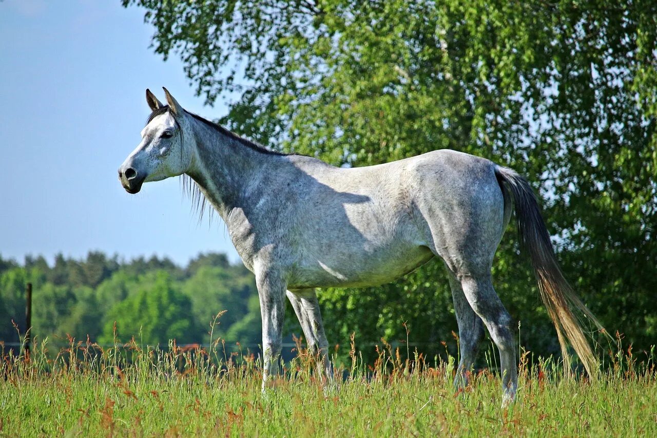 Лошак фото животного Mold,horse,thoroughbred arabian,pasture,coupling - free image from needpix.com