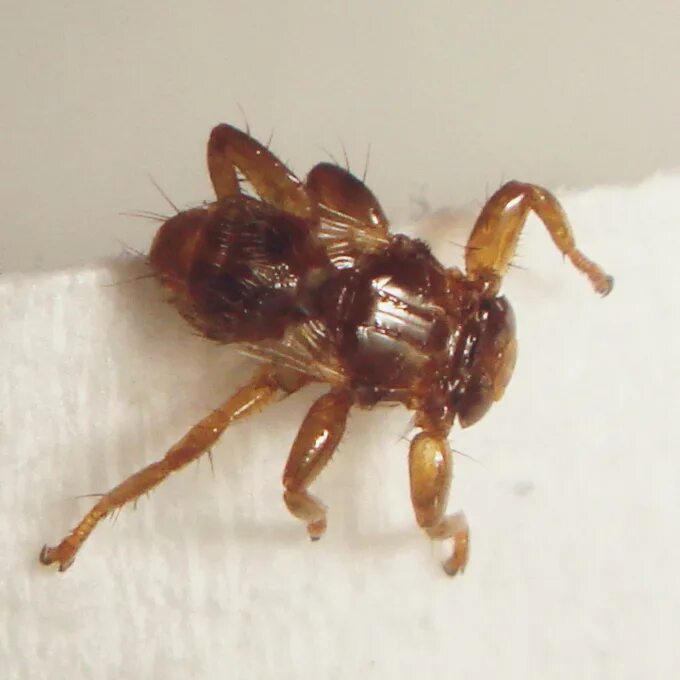 Лосиная блоха фотографии как выглядит Fil:Lipoptena cervi Hirschlausfliege dorsal (Lopau, Germany, DSC03901).jpg - Wik