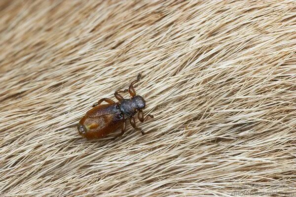 Лосиные блохи в лесу фото Diptera: Flies - Alex Wild Insectos