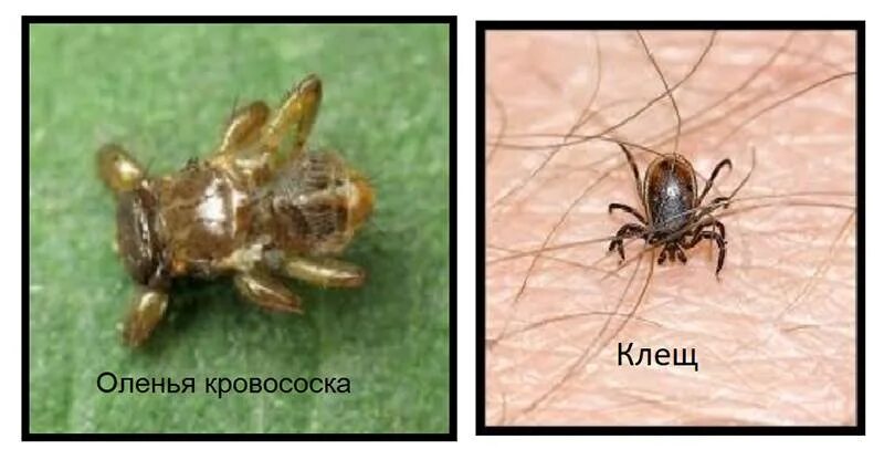 Лосиные клещи фото опасны для человека Лосины мухи опасны для человека: найдено 88 картинок
