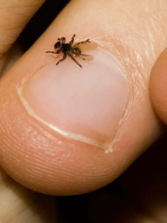 Лосиные клещи фото опасны для человека Ярославцы в шоке от насекомых, которые обосновались в маршрутках - МК Ярославль