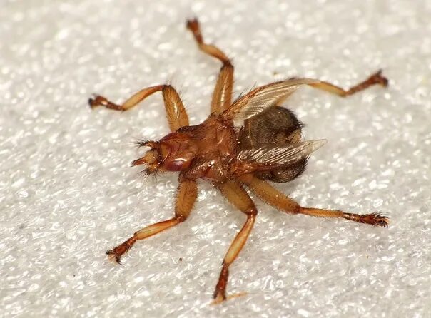 Лосиные клещи фото опасны для человека The moose fly. Deer bloodsuckers appeared in the forests of Karelia, they were a