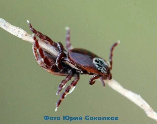 Лосиный клещ фото крупным планом Укусил клещ Клуб путешественников