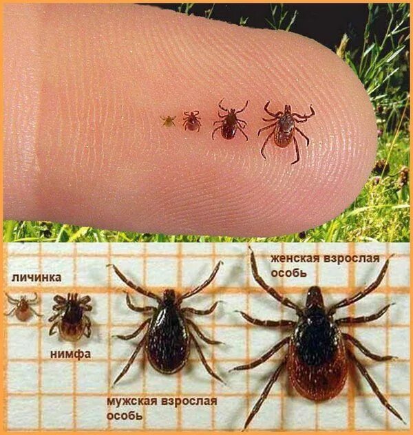 Лосиный клещ укус как выглядит Безопасность детей в летнем оздоровительном лагере