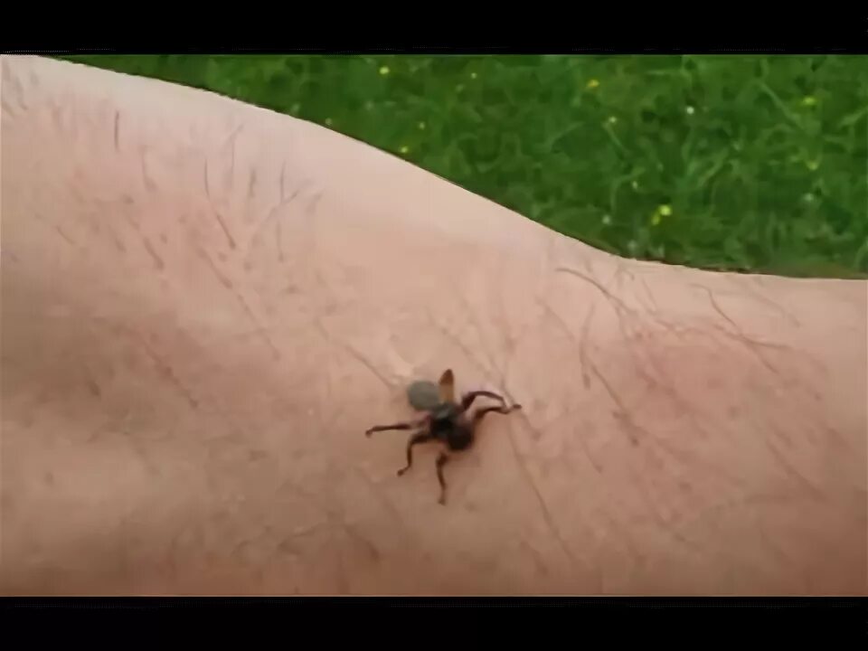 Лосиный клещ укус как выглядит Deer Fly (Lipoptena cervi) - YouTube