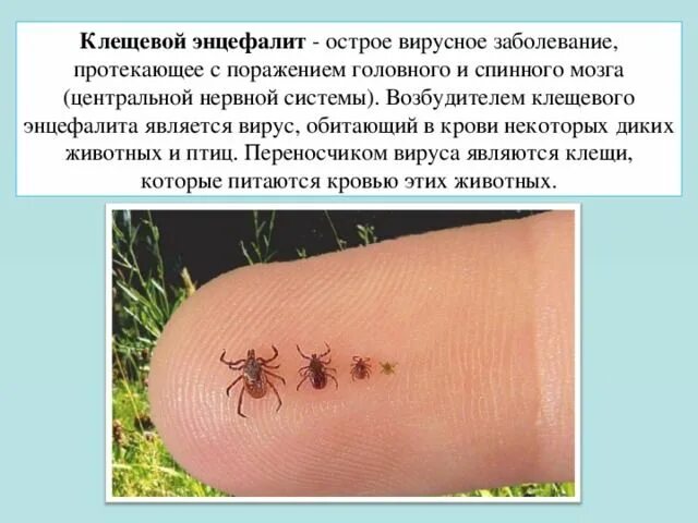 Лосиный клещ укус как выглядит Осторожно, клещи! - Новости - Администрация сельского поселения Шеркалы - Органы
