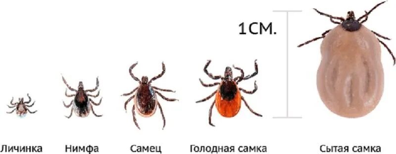 Лосиный клещ укус как выглядит Будьте внимательны, начинается сезон клещей С наступлением весны просыпаются кле
