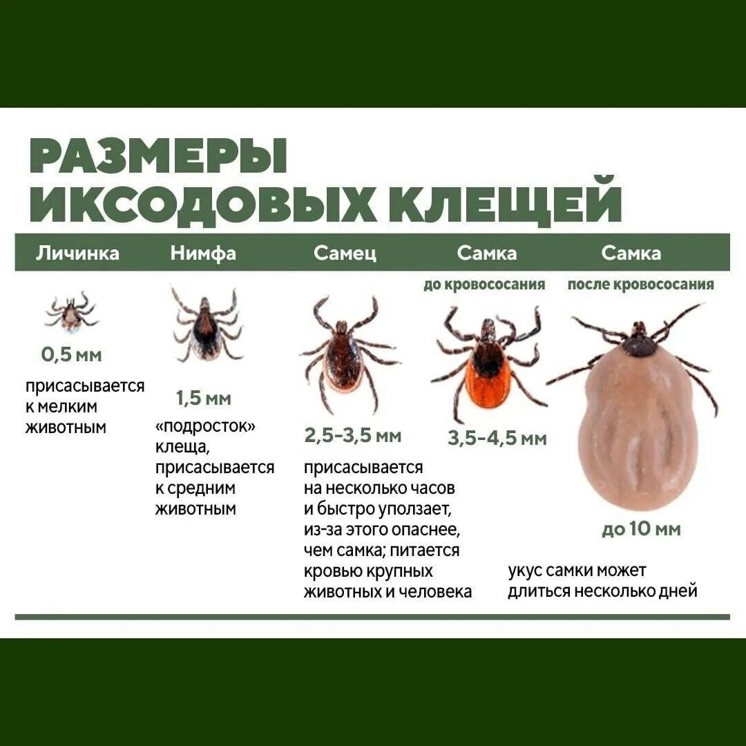 Лосиный клещ укус как выглядит Немного информации о клещах 2024 Все о даче ВКонтакте