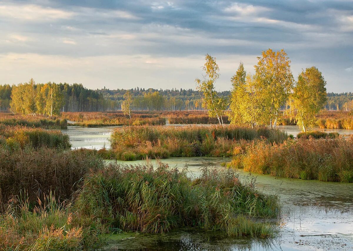 Лосиный остров осенью фото Файл:Losiny Ostrov 2009-09-22.jpg - Вікіпедія