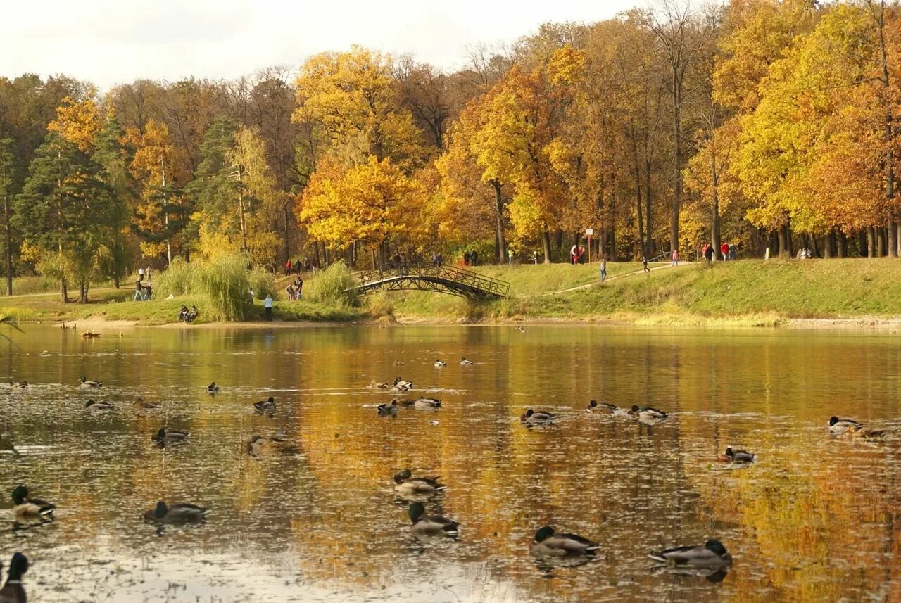 Лосиный остров осенью фото Национальные парки России National parks, Russia, Park
