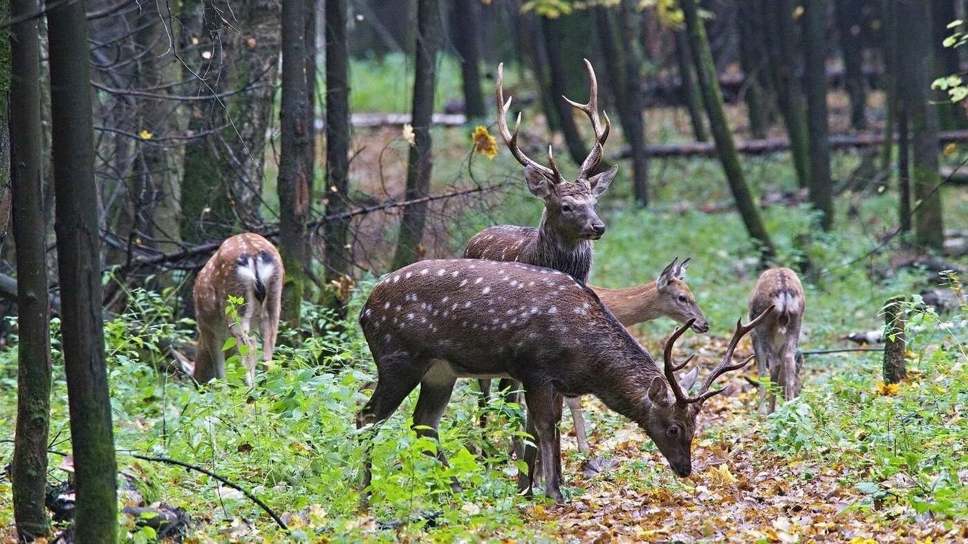 Лосиный остров осенью фото Prosperity or destruction? What awaits the national park "Losiny Ostrov" under t