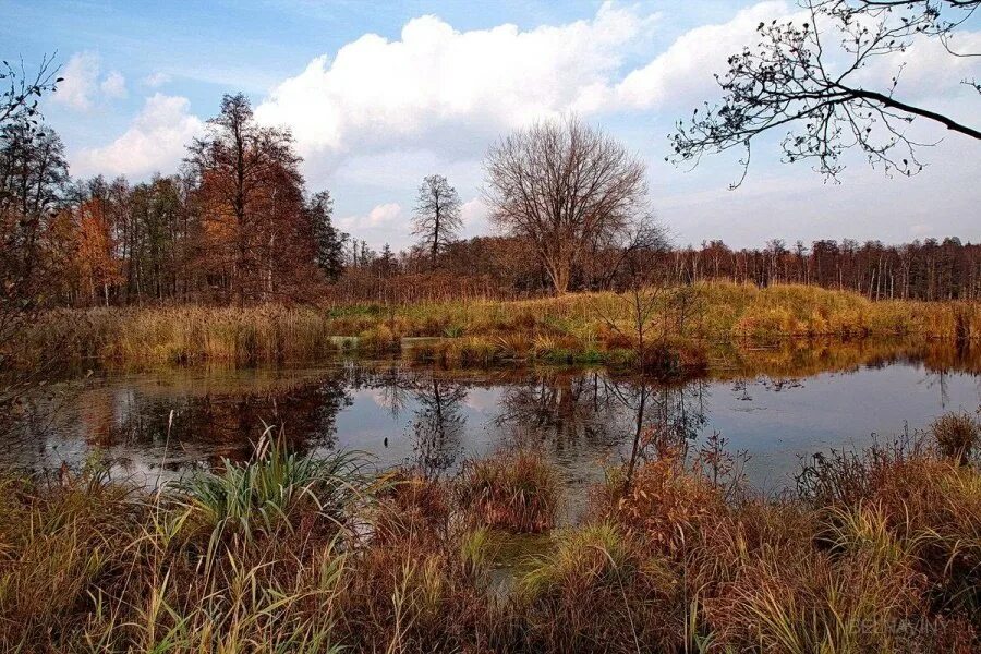 Лосиный остров осенью фото На болоте в Белозерском районе пропали местные жители - Вся.РФ