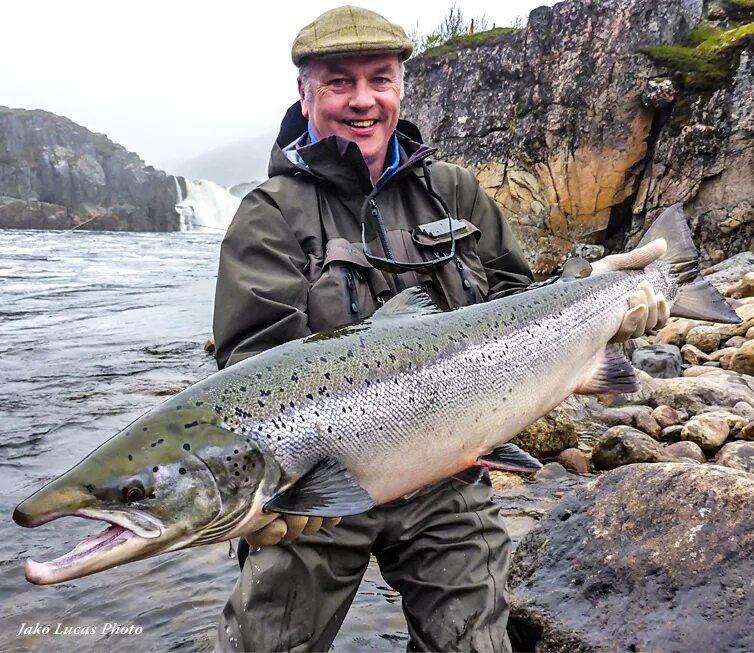 Лосось фото рыбы с головой как выглядит Atlantic Salmon Fly Fishing - Atlantic Salmon Fishing