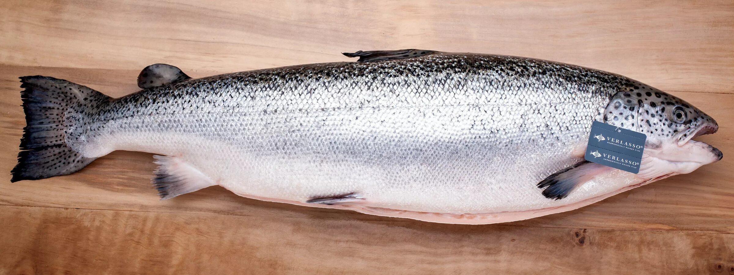 Лосось фото рыбы с головой как выглядит Verlasso ® Becomes the First Ocean-Raised Farmed Atlantic Salmon to Receive a Mo