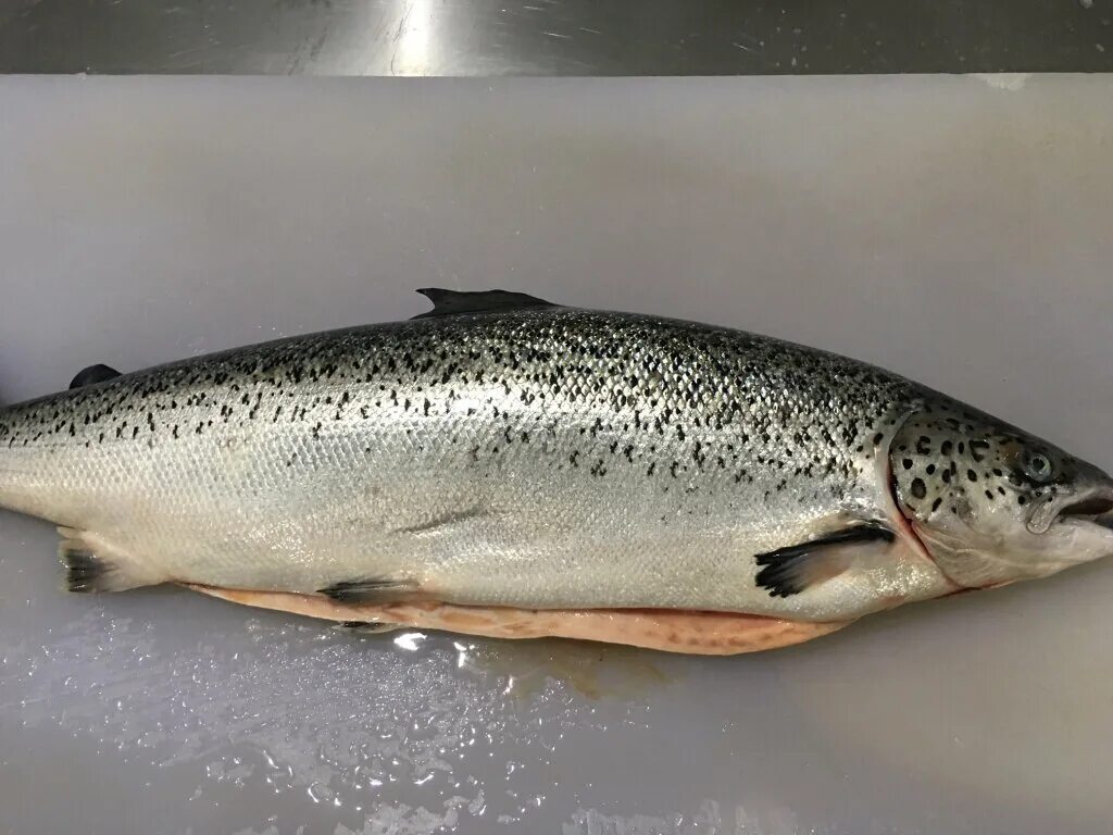 Лосось фото рыбы с головой как выглядит ИП Екимцев Геннадий Васильевич, fish and seafood, Khabarovsk, Suvorova Street, 1