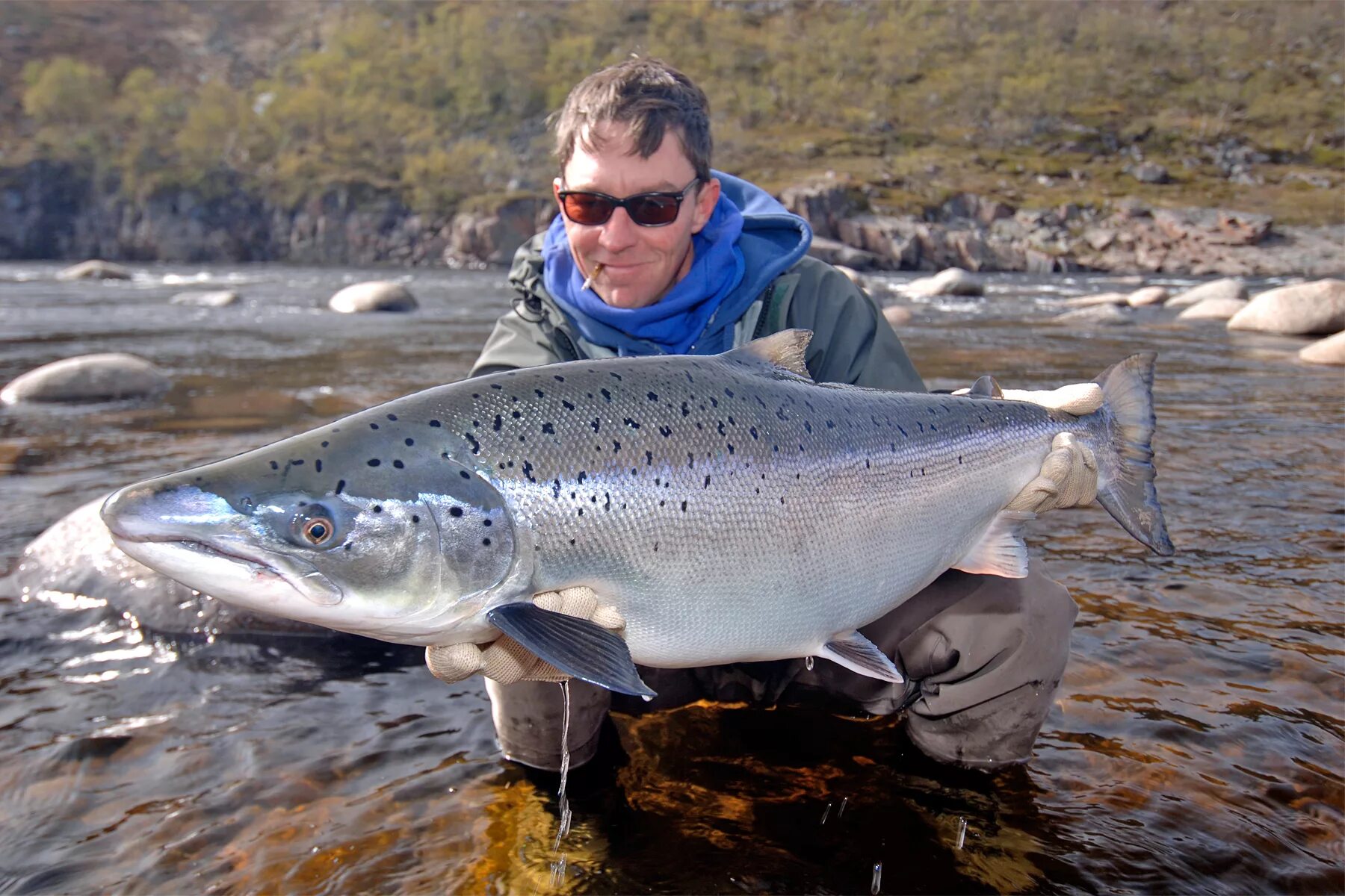 Лосось фото рыбы с головой как выглядит Atlantic Salmon Fly Fishing - Atlantic Salmon Fishing