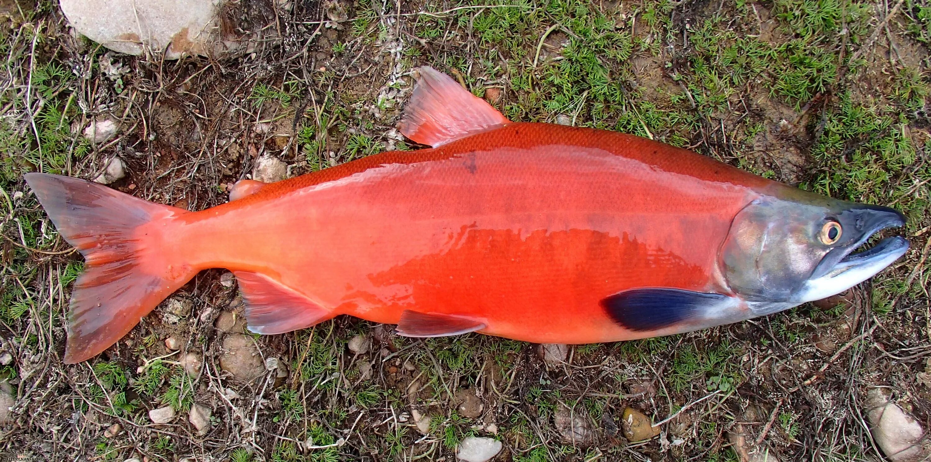 Лосось рыба фото описание как выглядит http://gallery.nanfa.org/d/72027-3/Sockeye_salmon+Strawberry+Reservoir+9-10-13+N