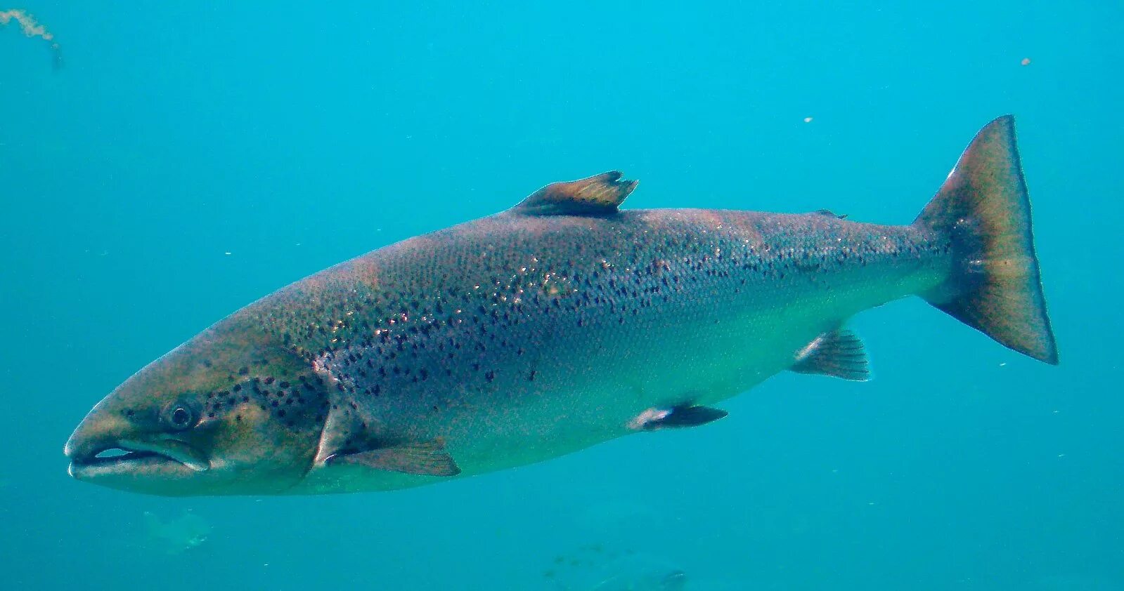 Лосось рыба фото описание как выглядит File:Salmo salar-Atlantic Salmon-Atlanterhavsparken Norway (cropped).JPG - Wikip