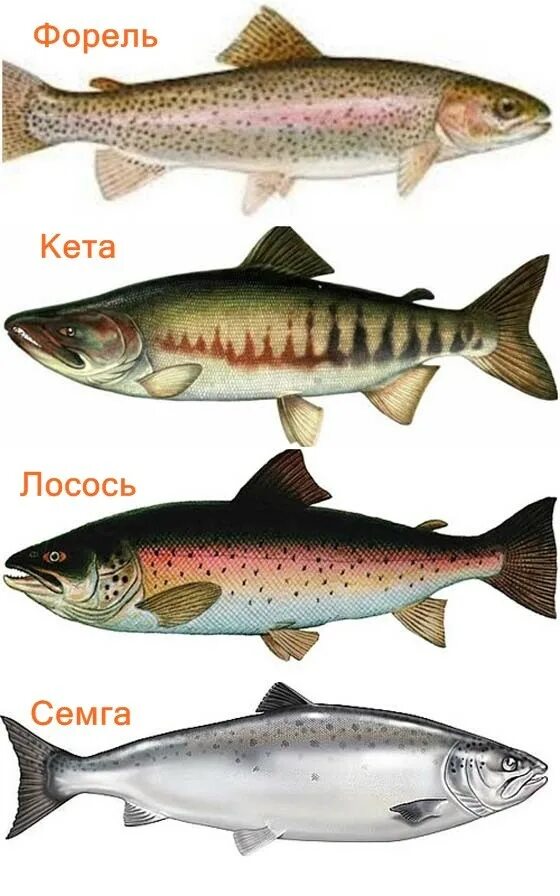 Лосось рыба фото описание как выглядит Работа на рыбном заводе (лосось, горбуша) / Работа в Европе