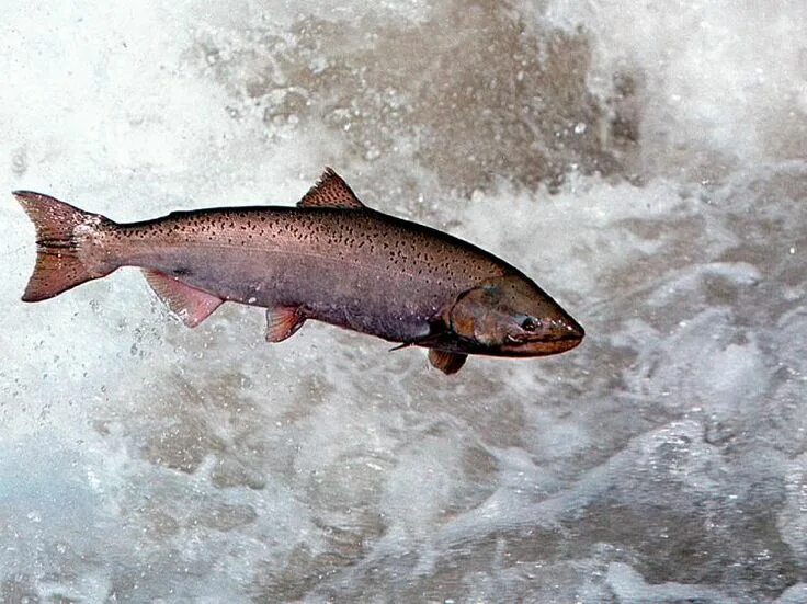 Лосось рыба фото описание как выглядит Chinook Salmon, Salmon fishing, Atlantic salmon