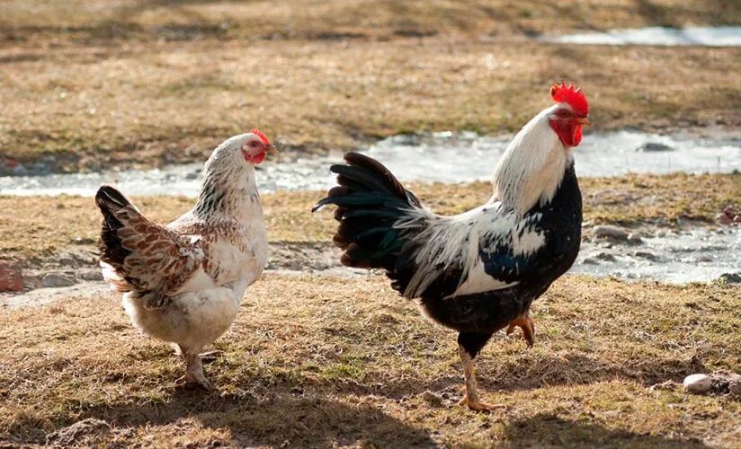 Лососевые куры фото Куры породы Загорская лососёвая - купить в Москве ZVERO