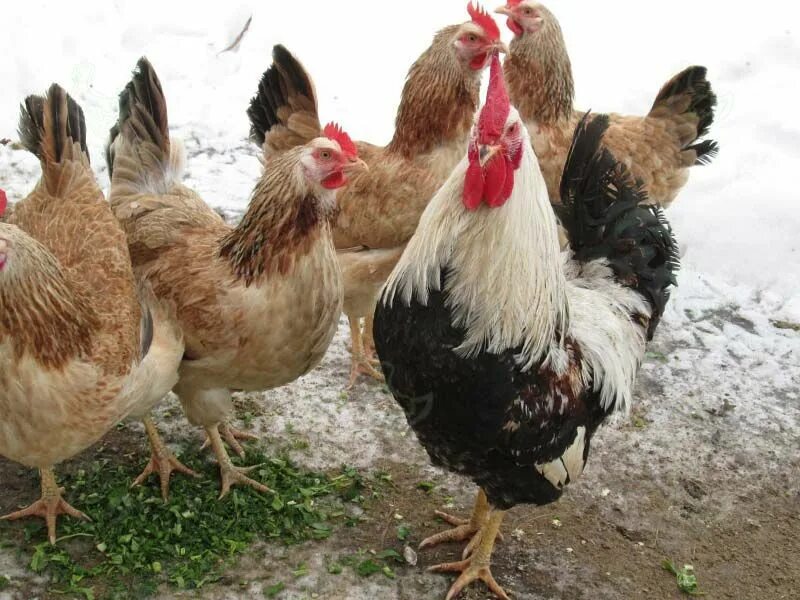 Лососевые куры фото Загорская лососевая и Полтавская глинистая породы кур. Rooster, Animals