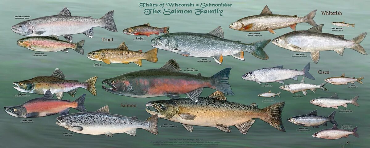 Лососевые рыбы фото с названиями Wisconsin’s fish - all of them - star in new poster series