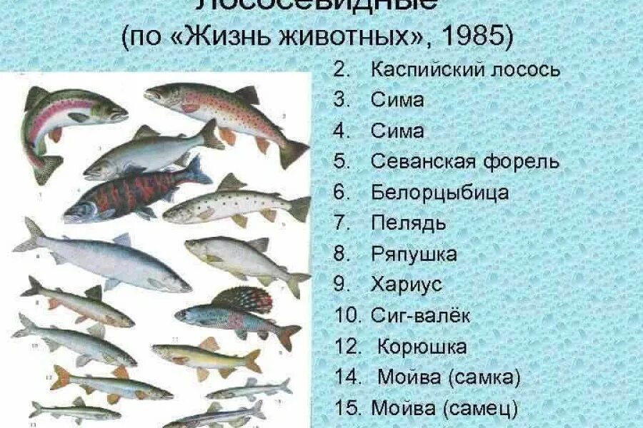 Лососевые рыбы список и фото Какие рыбы относятся к лососевым список CoffMachines.ru