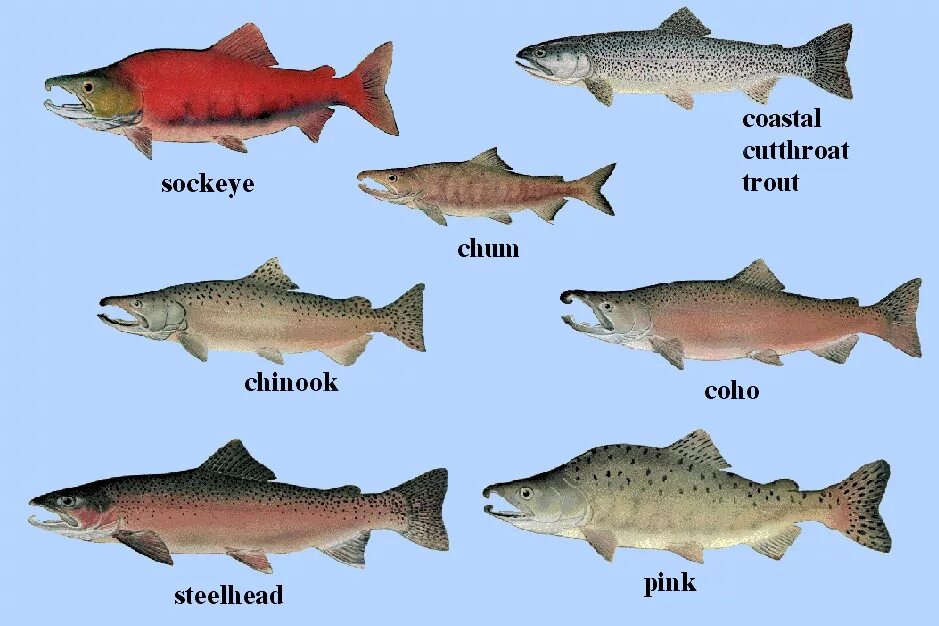 Лососевые рыбы список и фото Файл:Salmon 01 alt.jpg - Википедия
